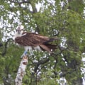 The Ins and Outs of Osprey Movers Internationally